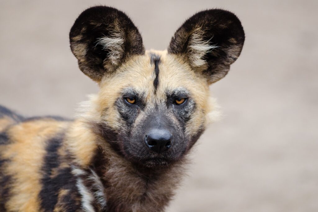 Southern Wilderness Explorer