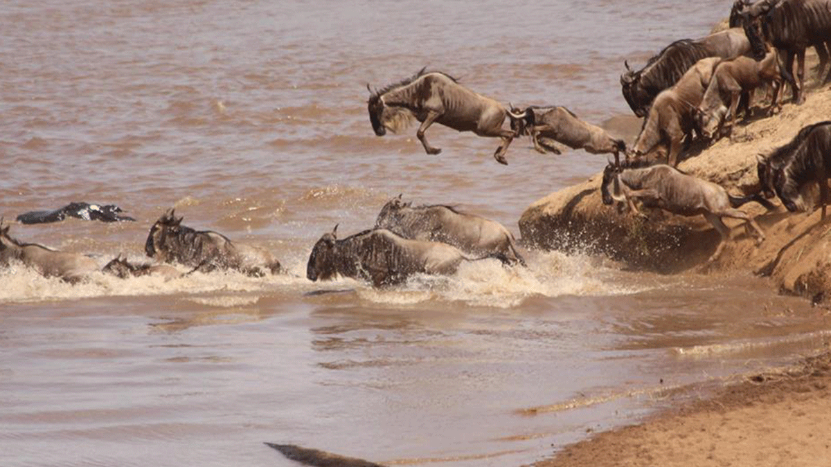 Great Migration Experience