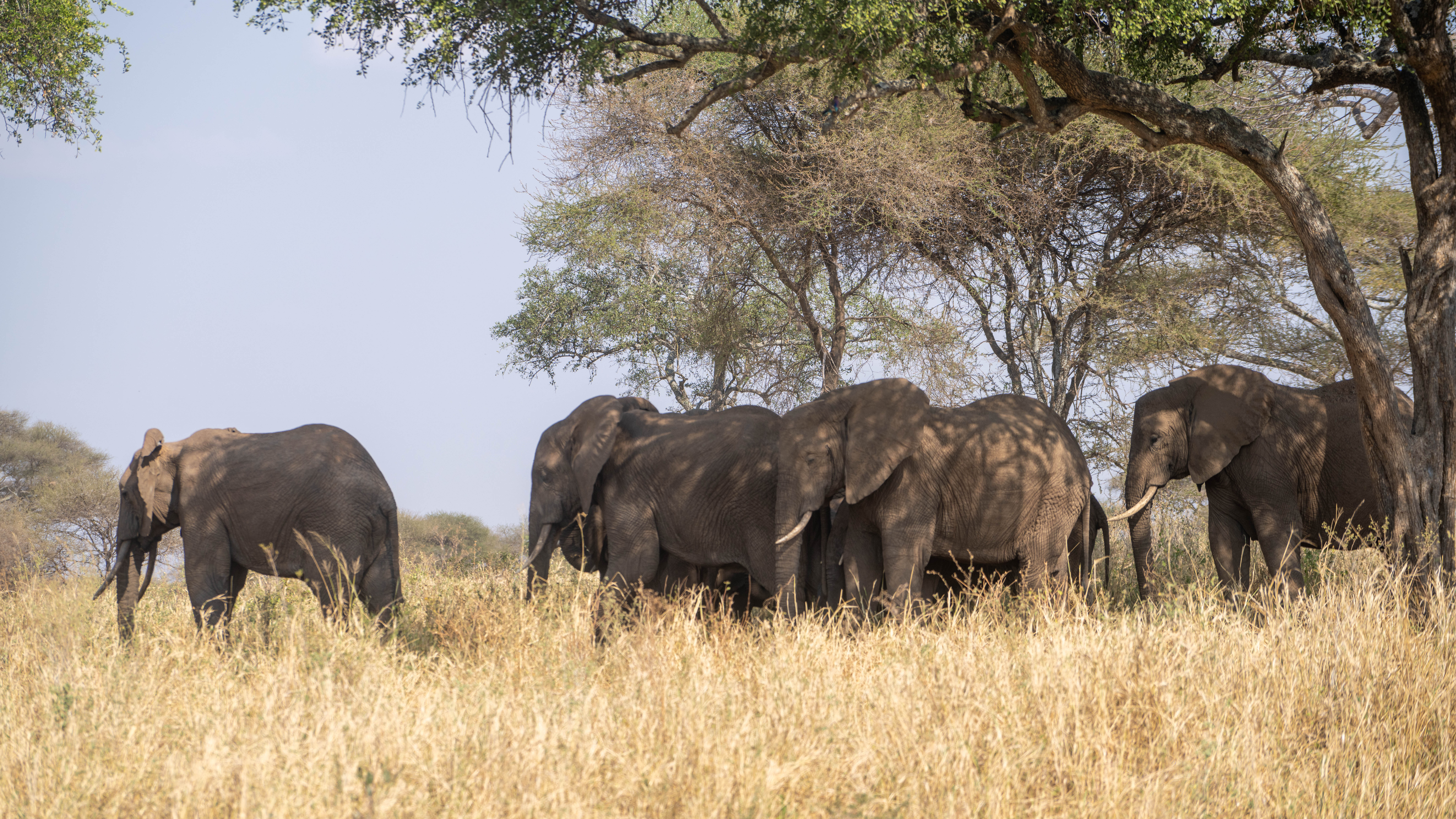 Tarangire National Park