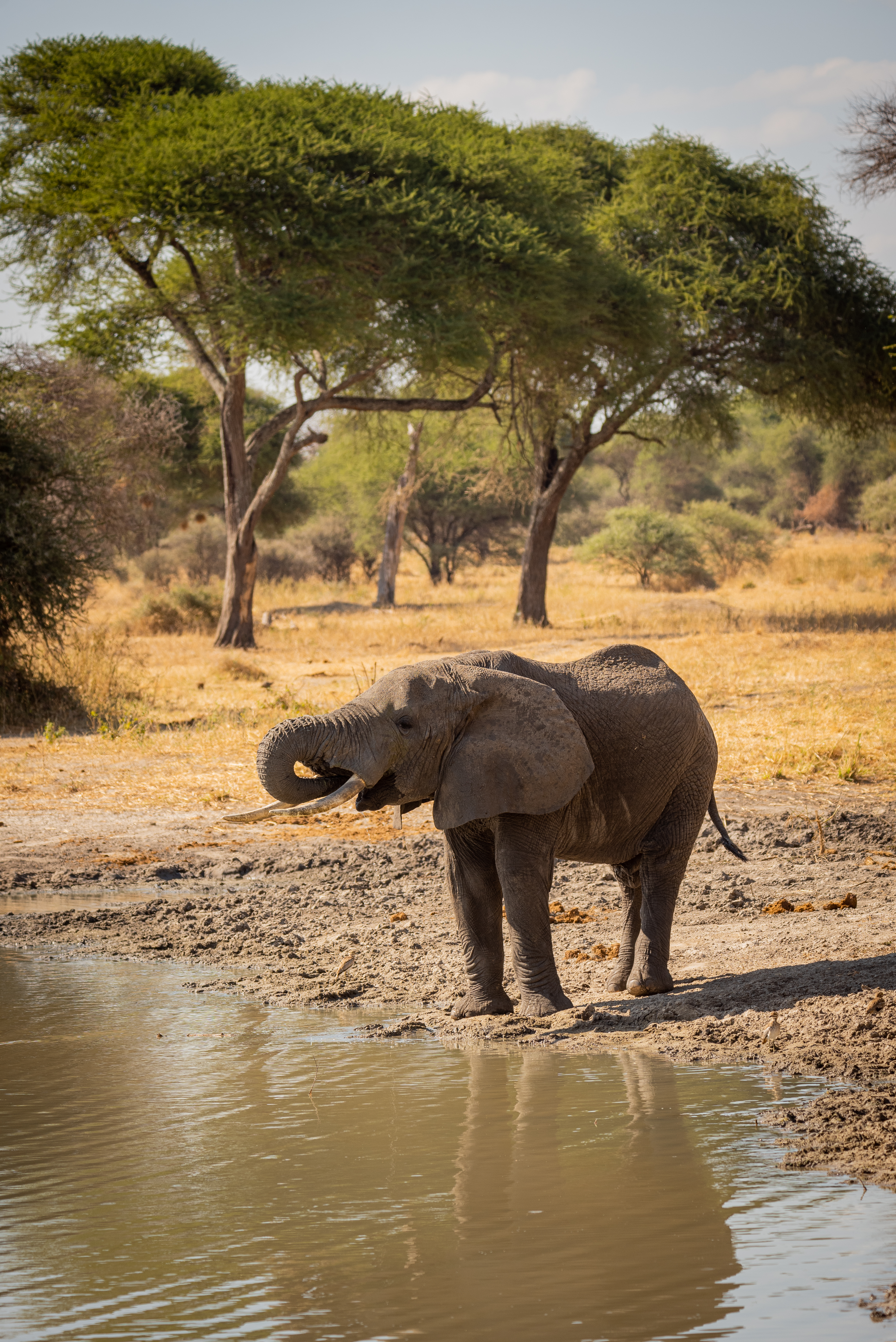 Giraffe among baobab trees