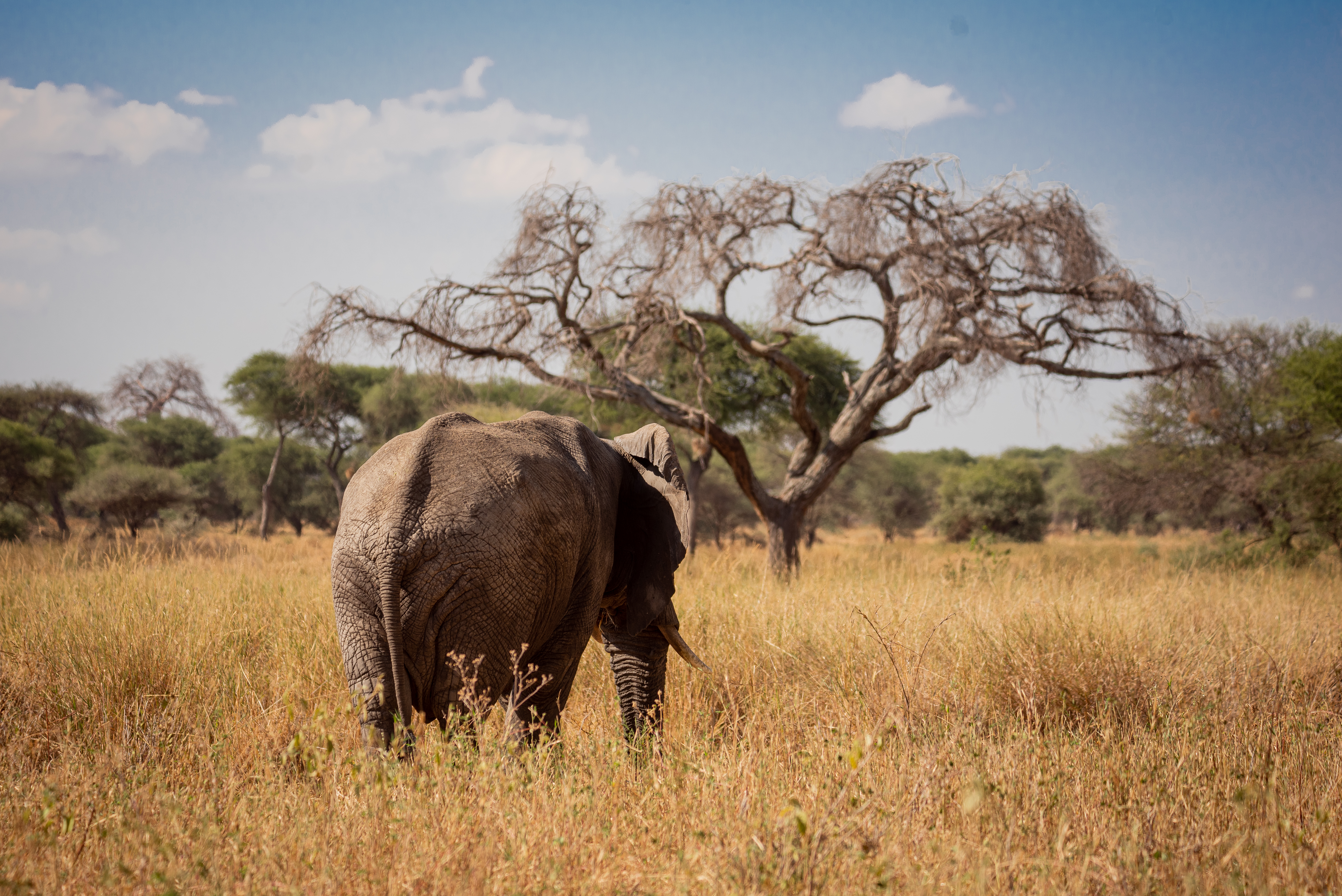 Tarangire National Park