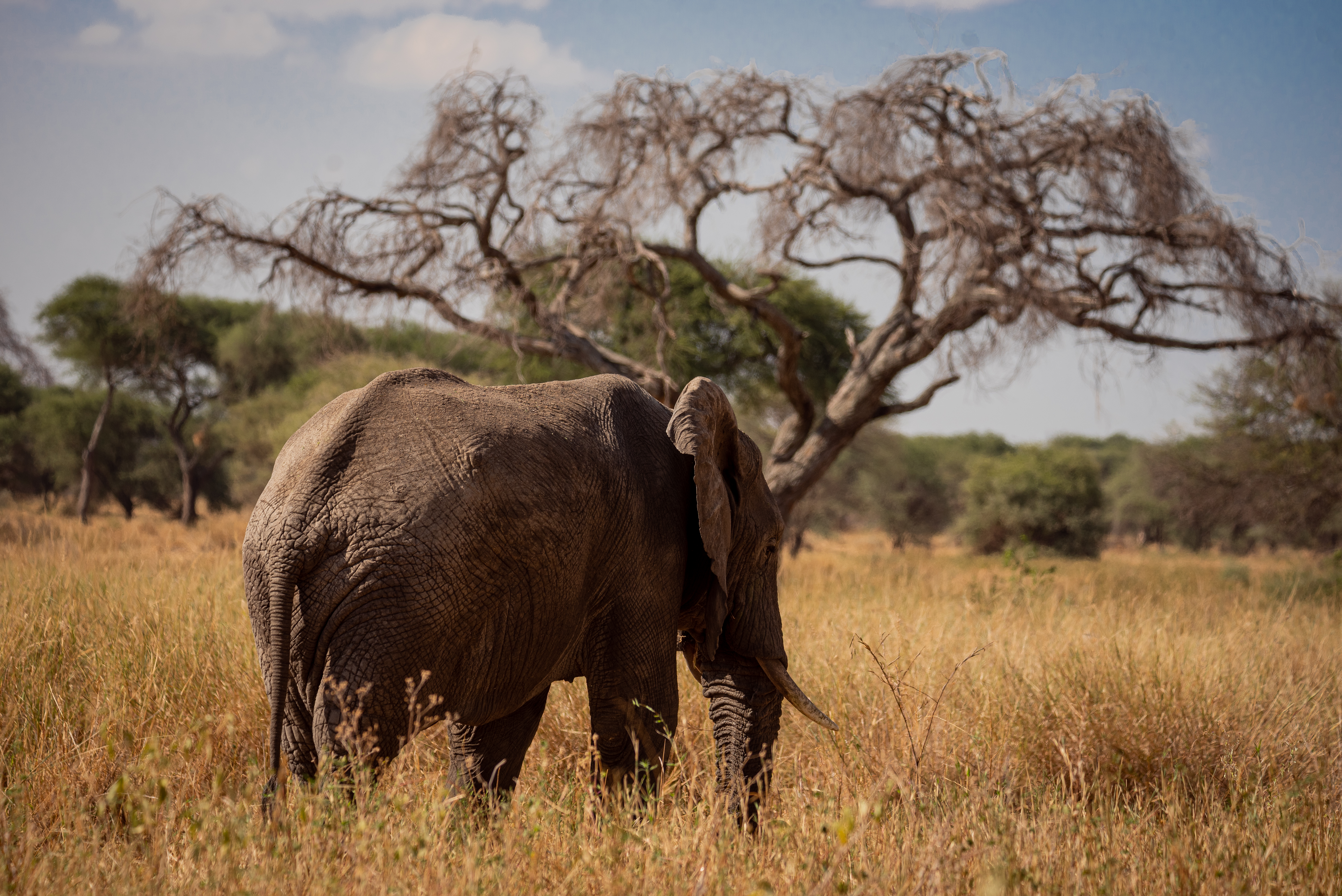 Tarangire National Park Elephants