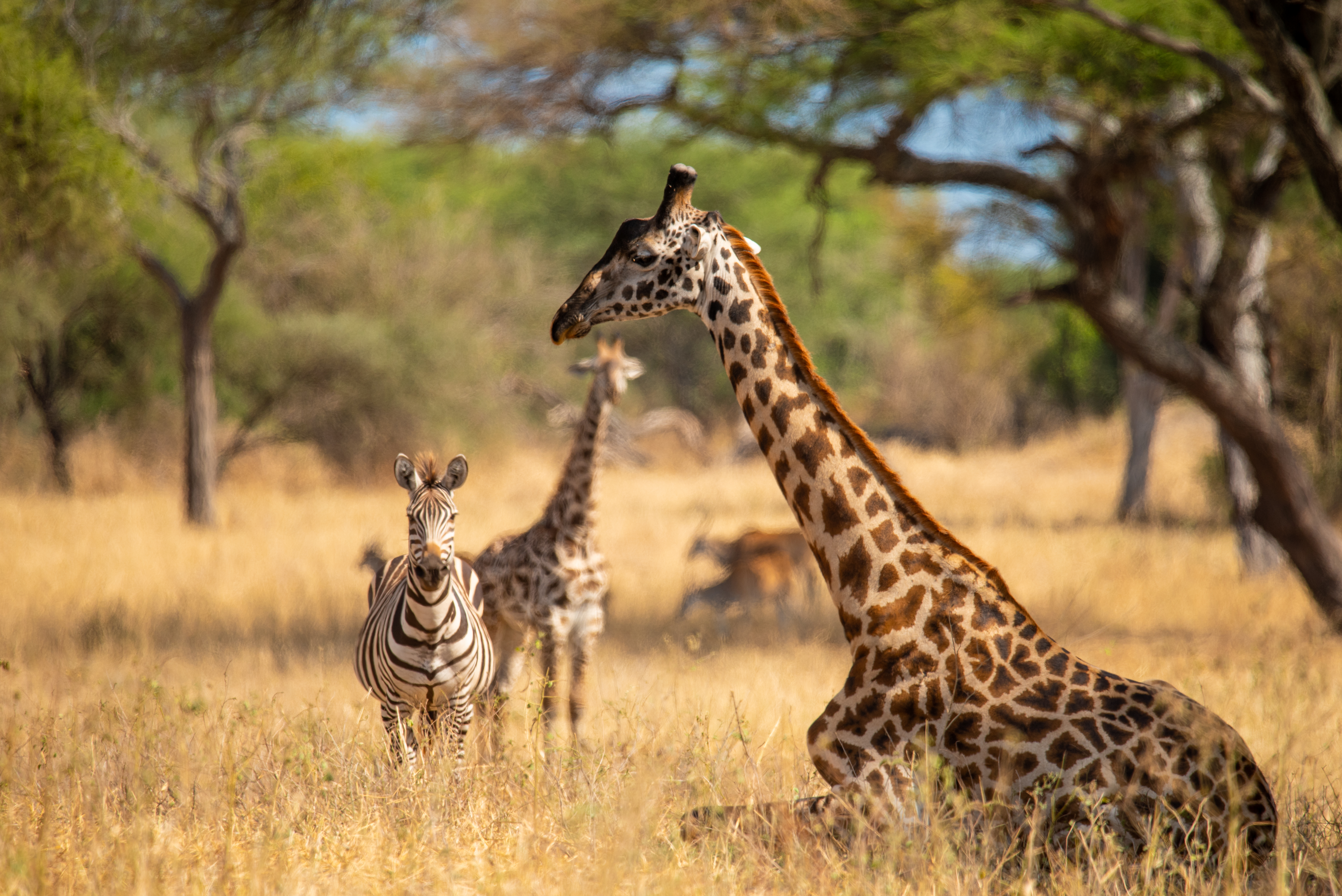 Western Circuit Explorer