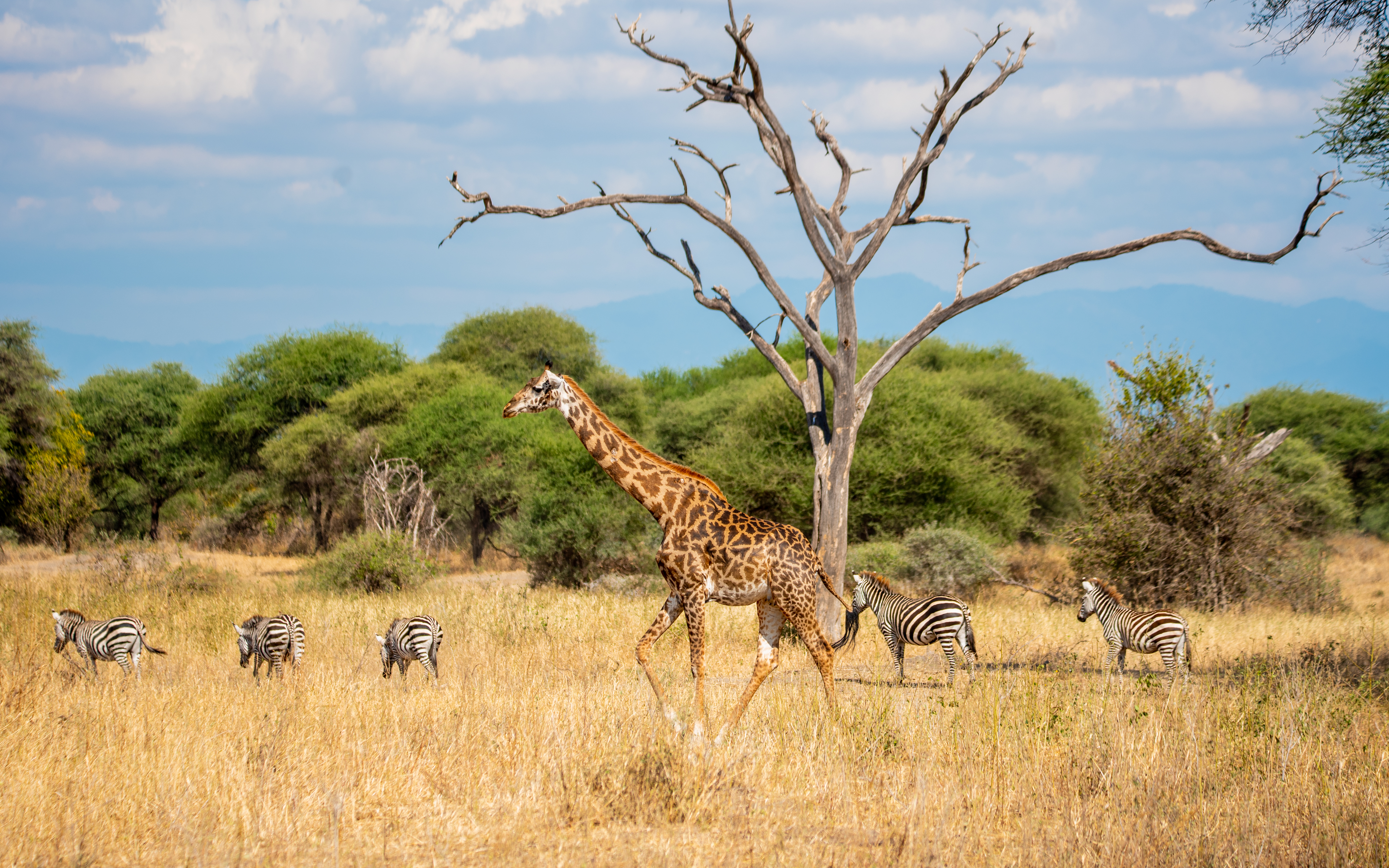 Wildebeest migration in Serengeti