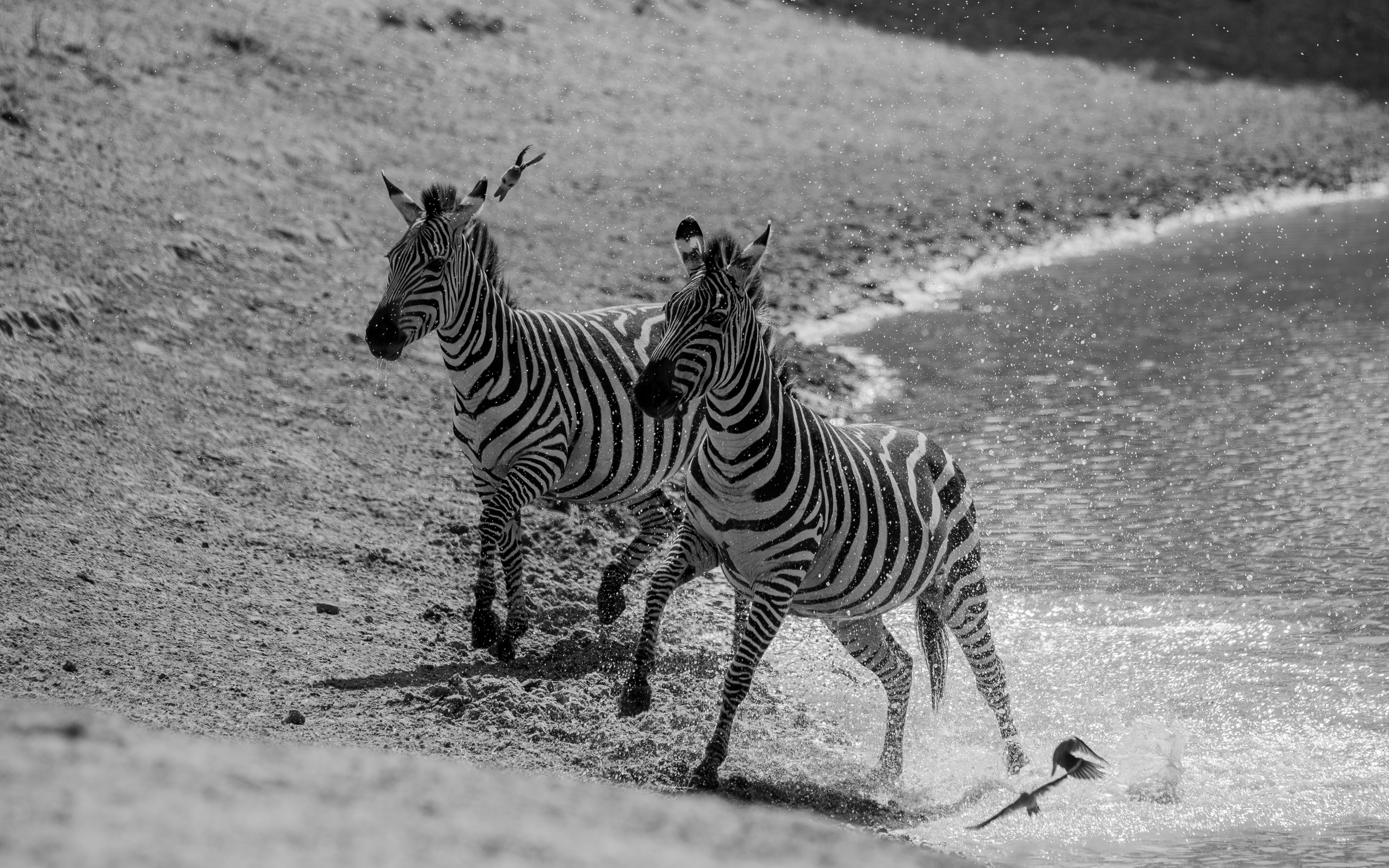 Tarangire River wildlife