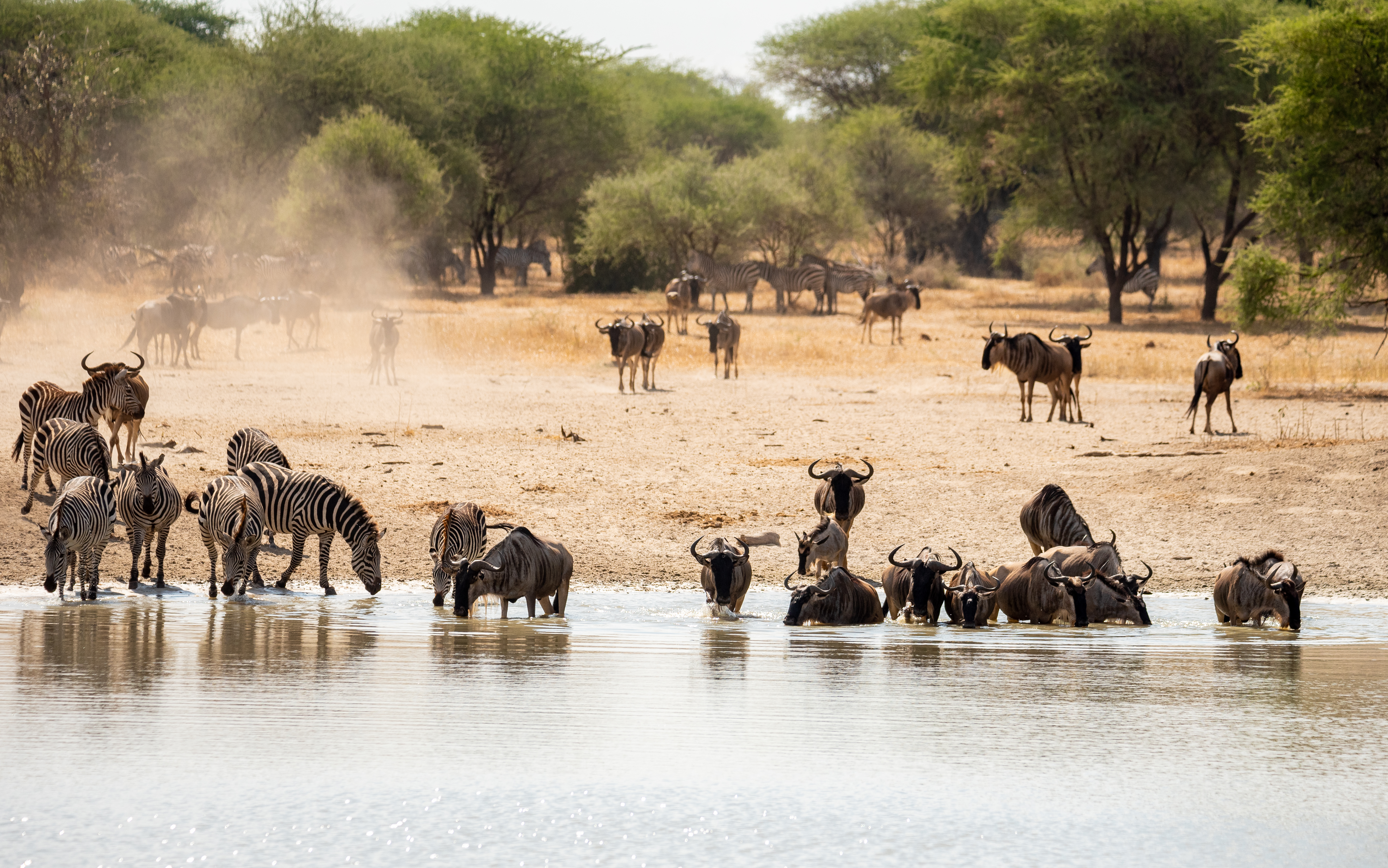 Luxury Calving Experience