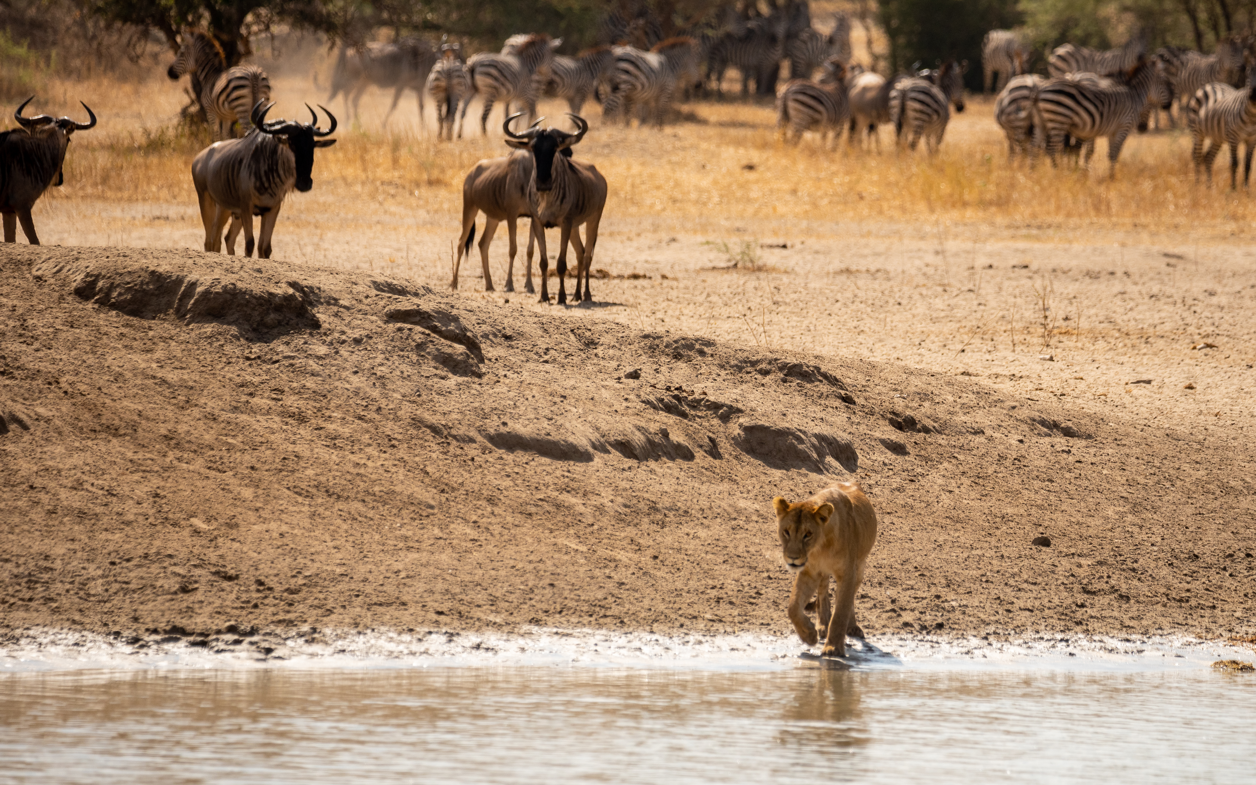 Lion resting under a tree