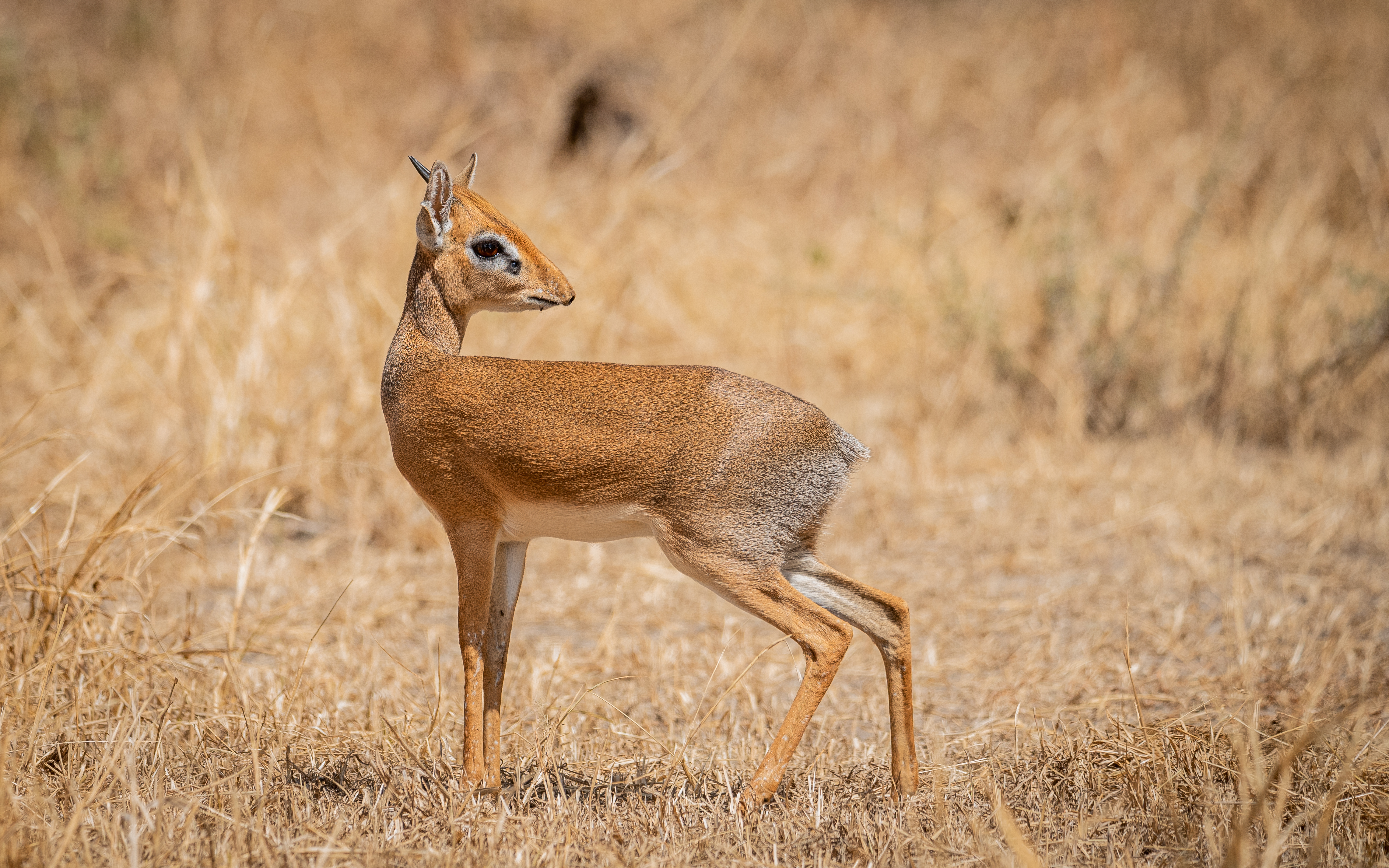 Western Circuit Explorer
