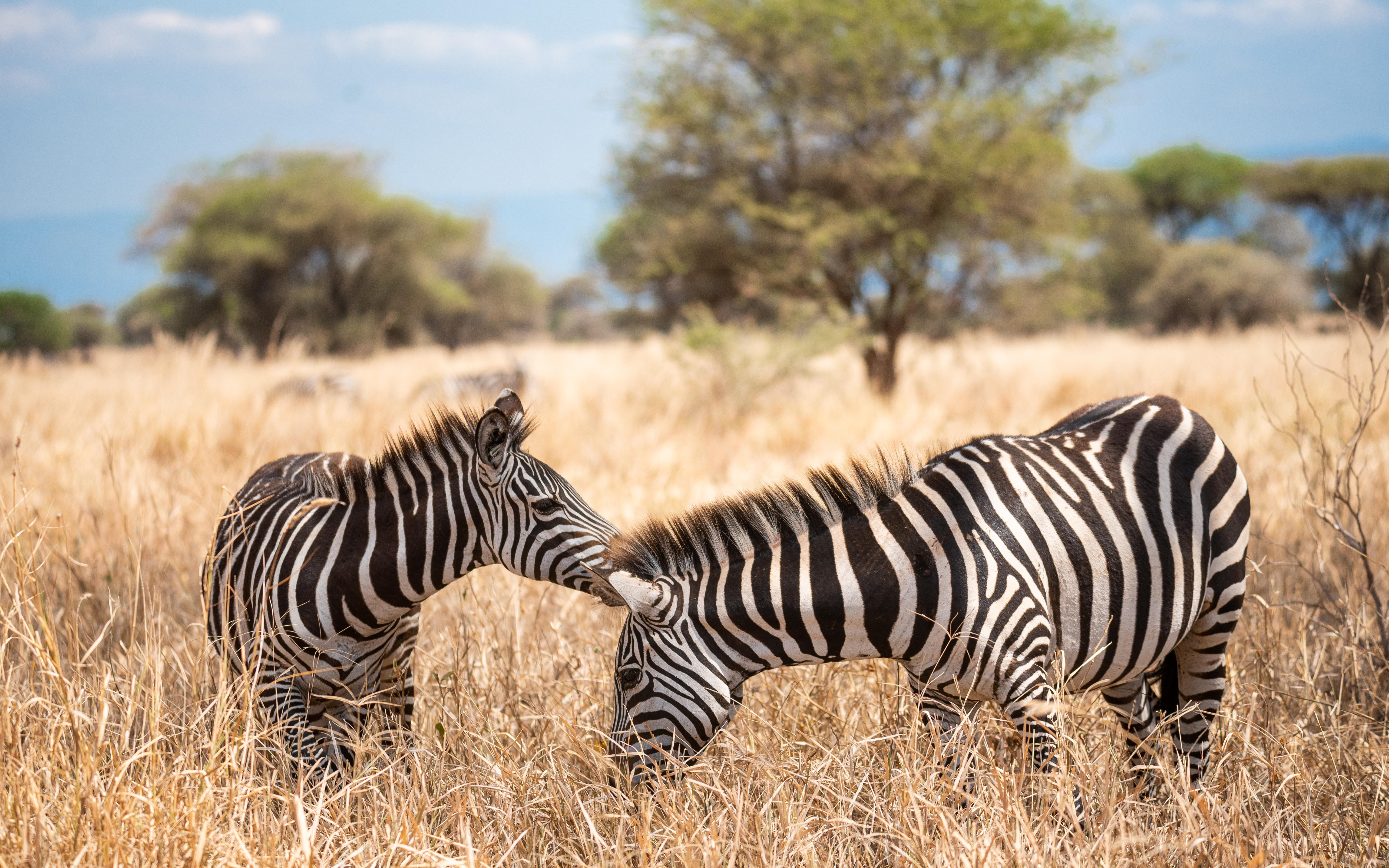 Serengeti National Park