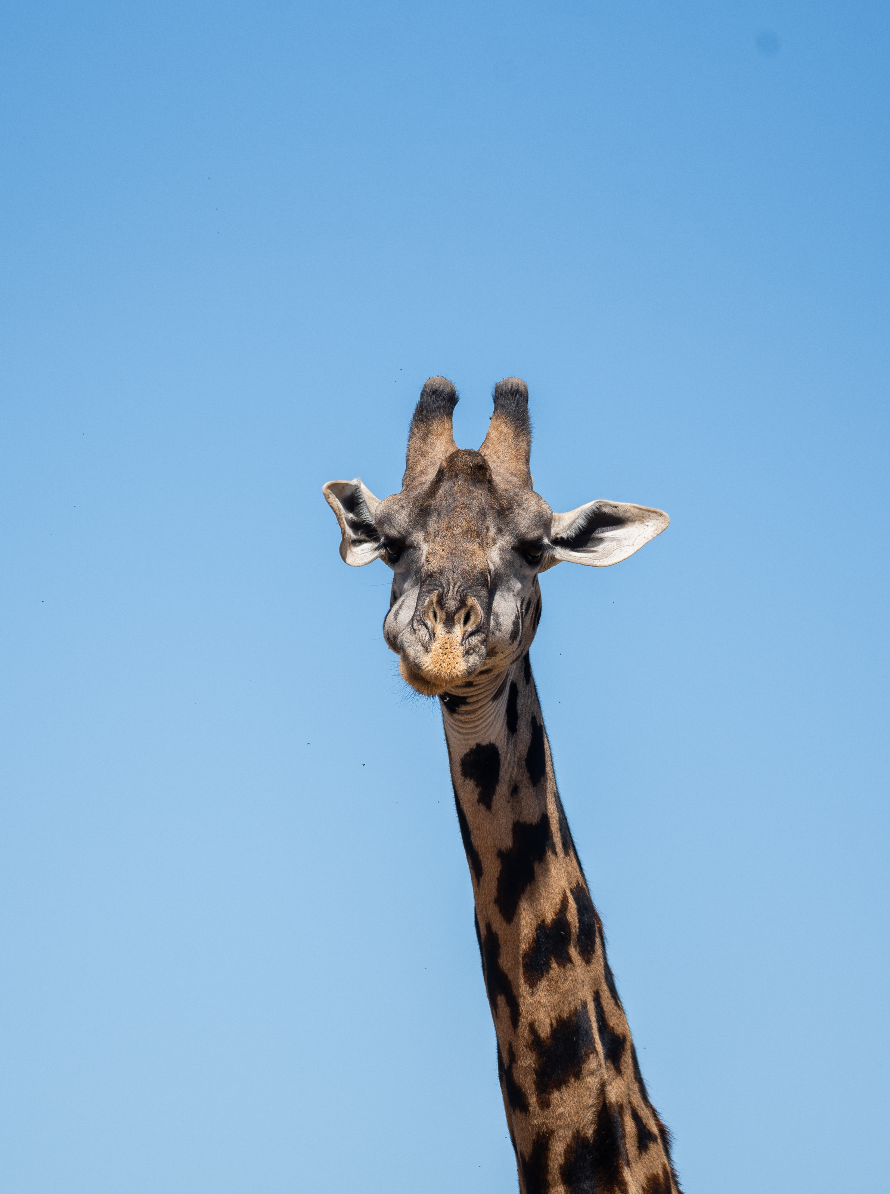 Sunset over Tarangire landscape