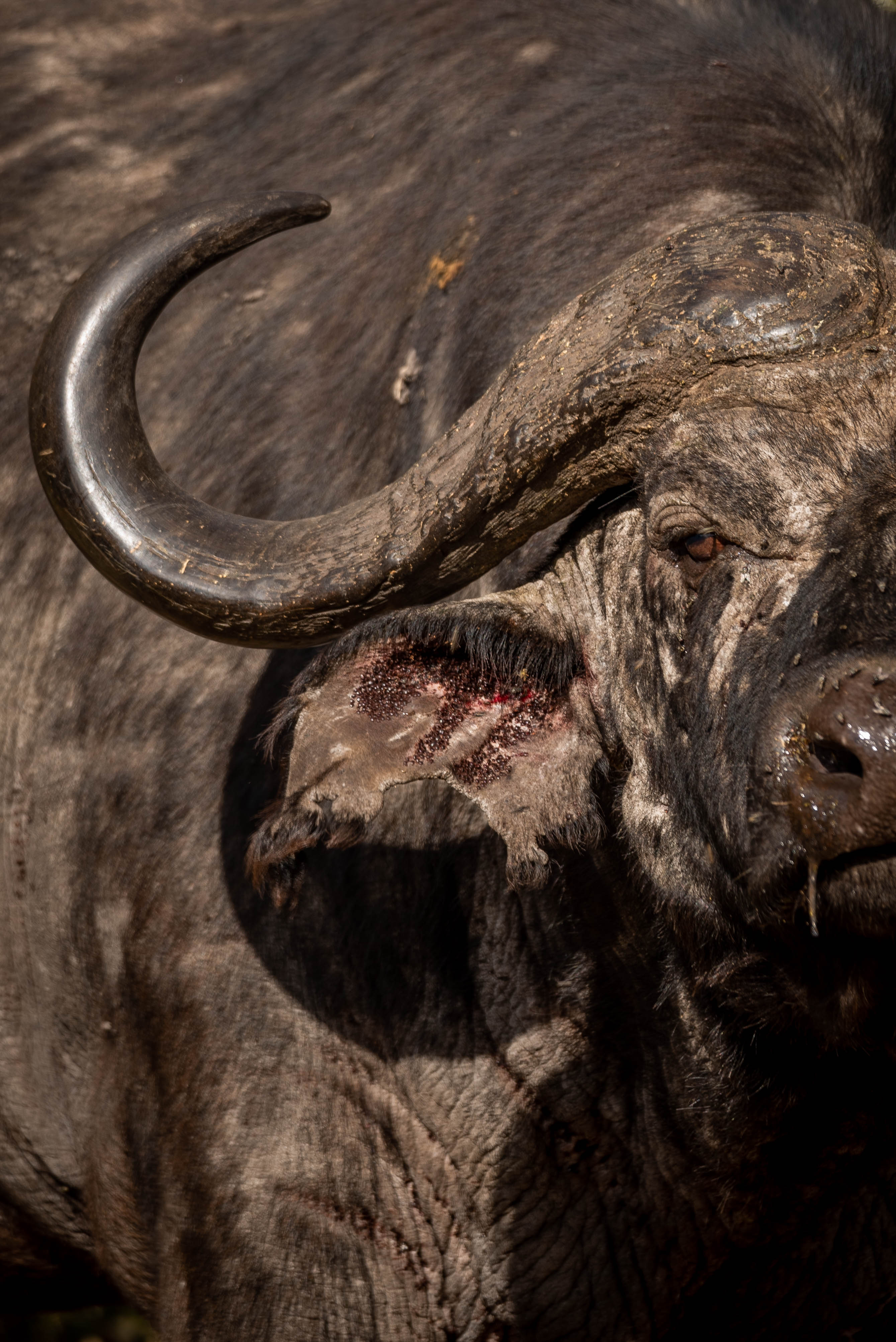 Buffalo herd in Tarangire