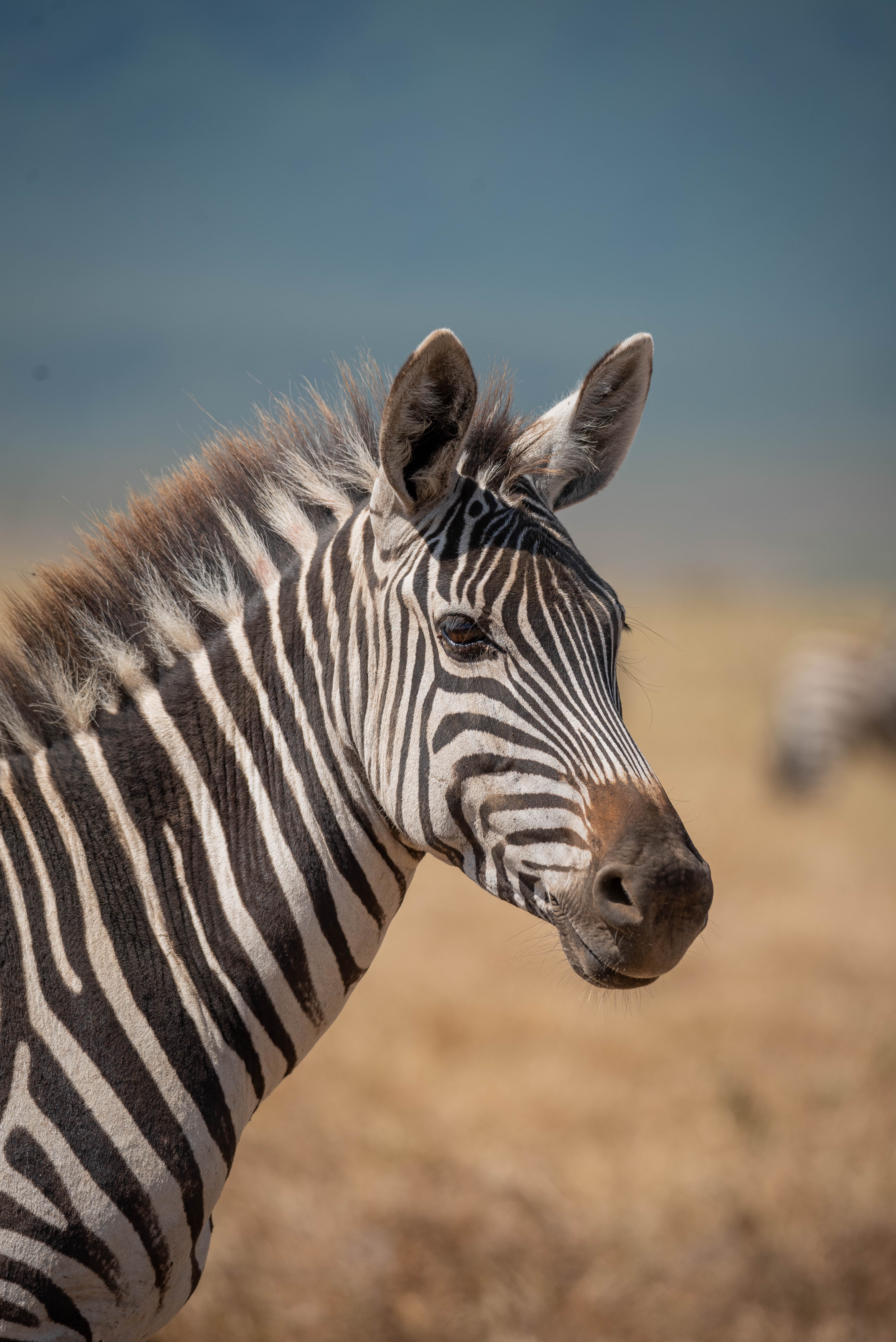 Serengeti landscape with acacia trees