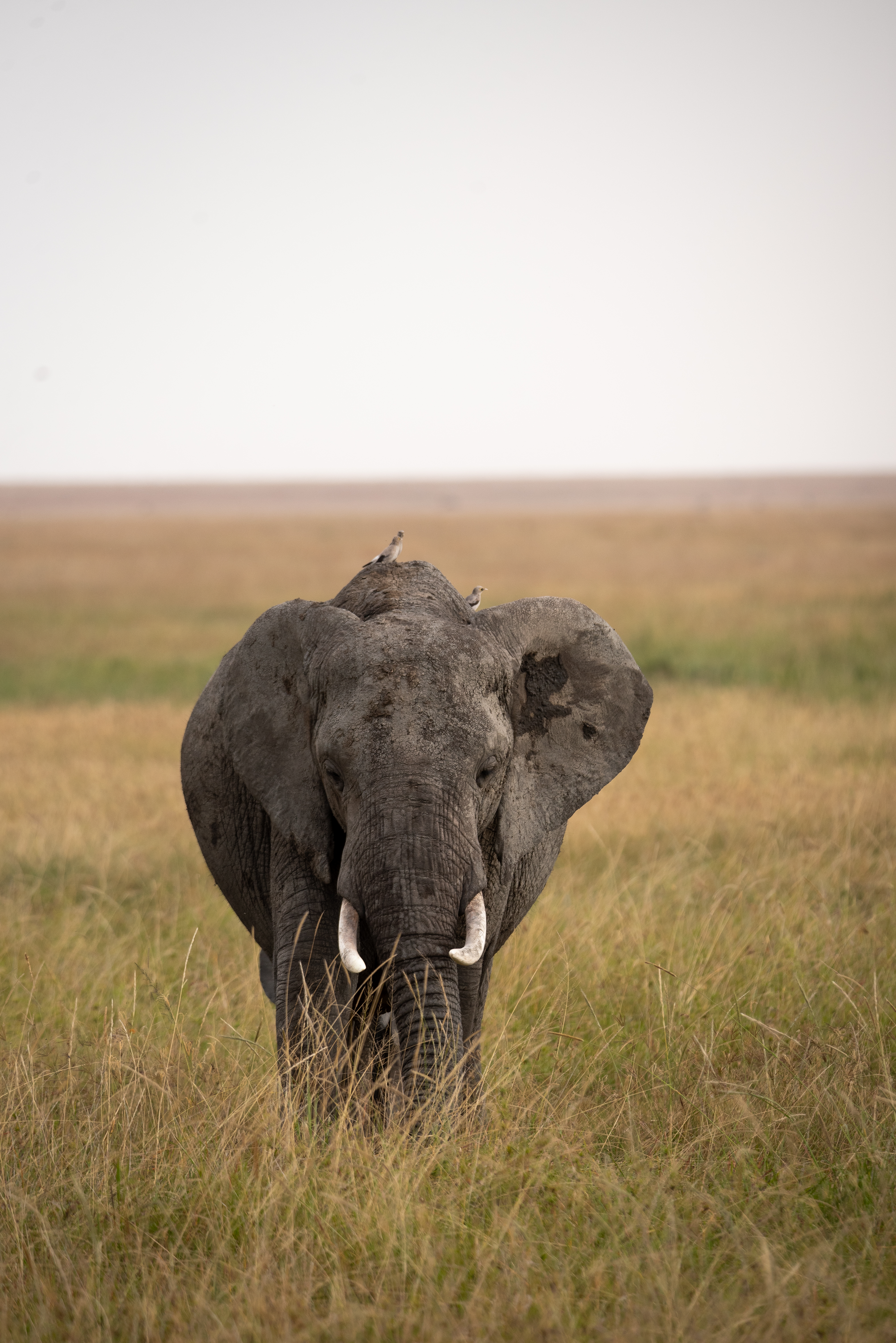 Tarangire National Park elephant
