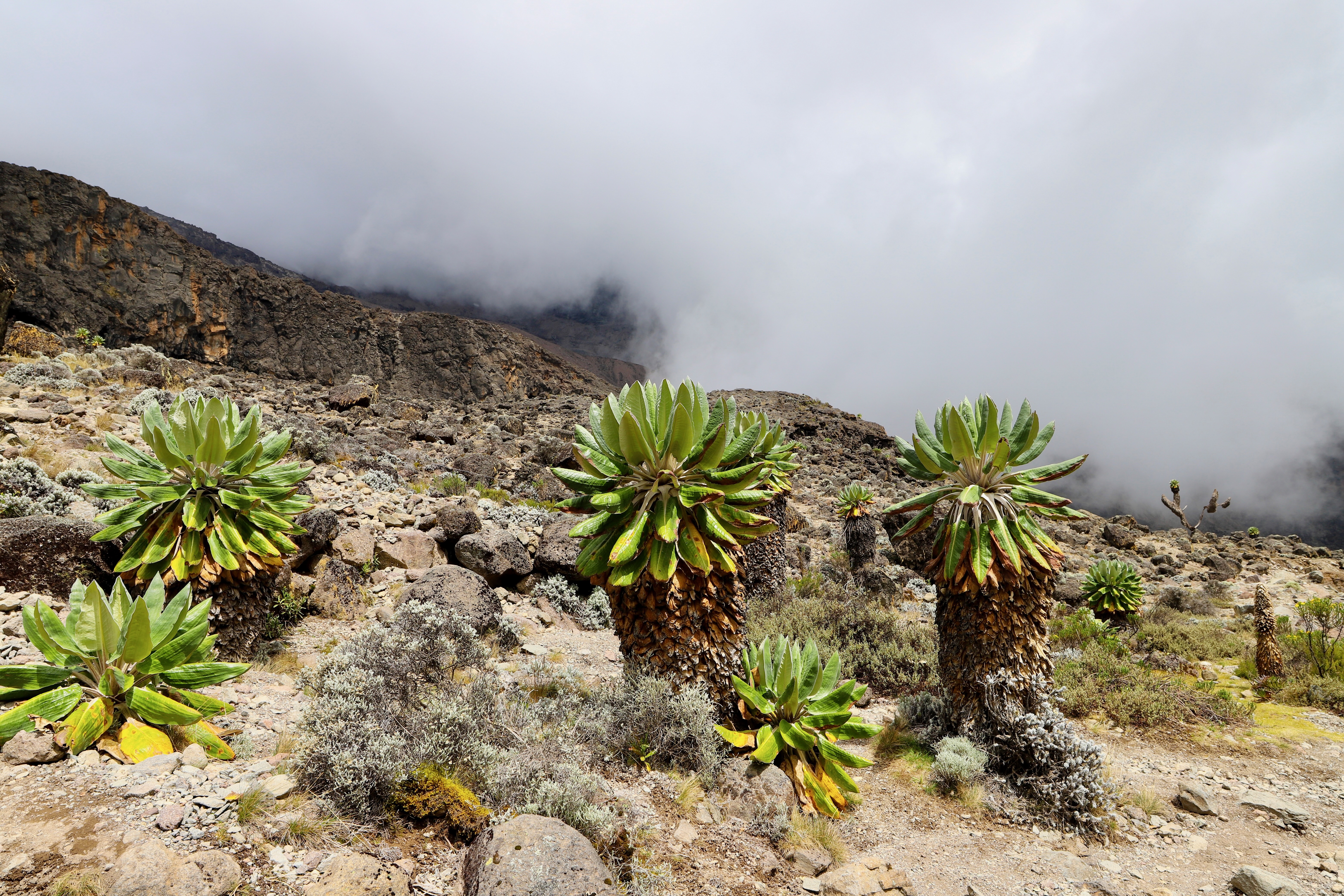 9-Day Standard Lemosho Climb