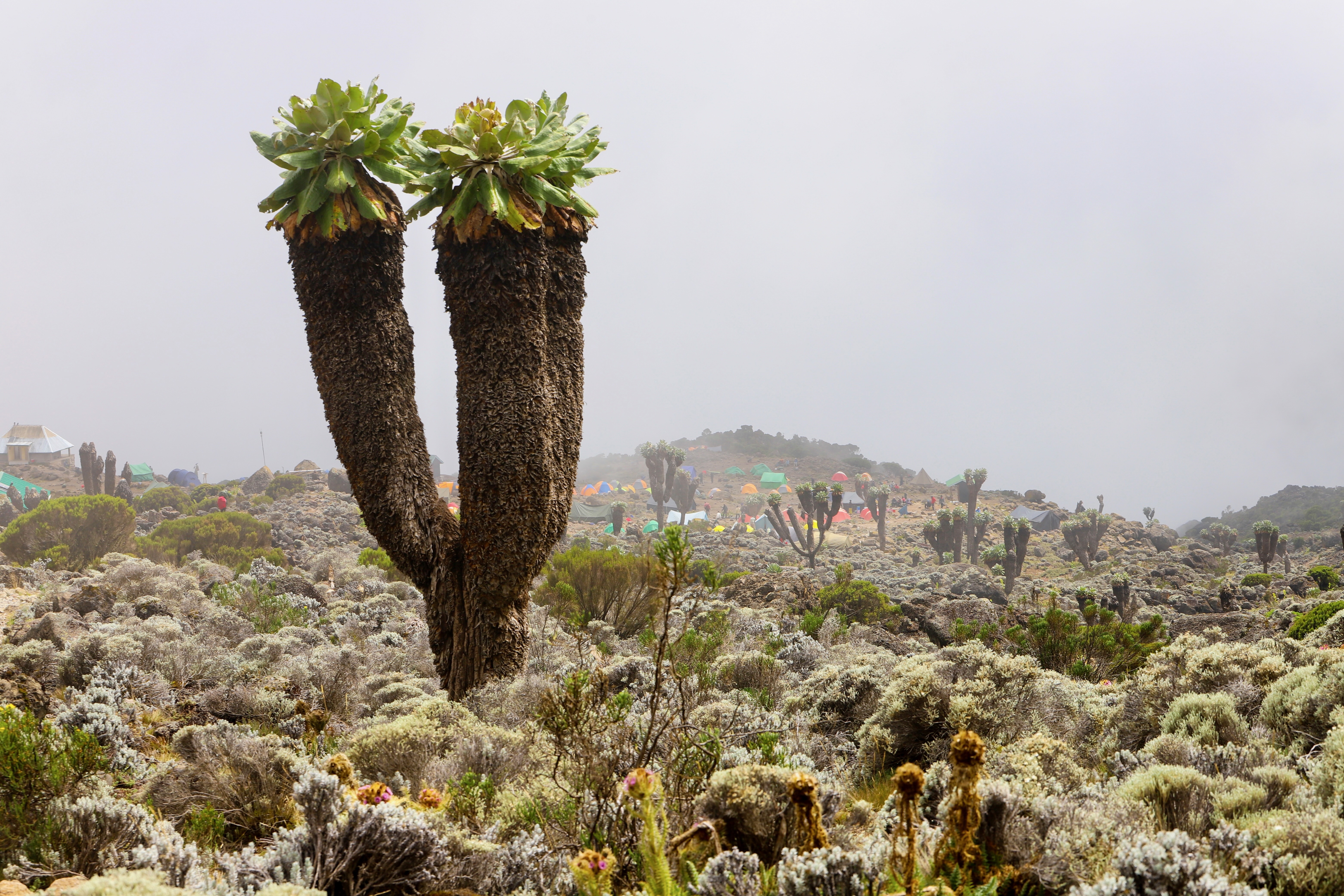 Lemosho Route Kilimanjaro