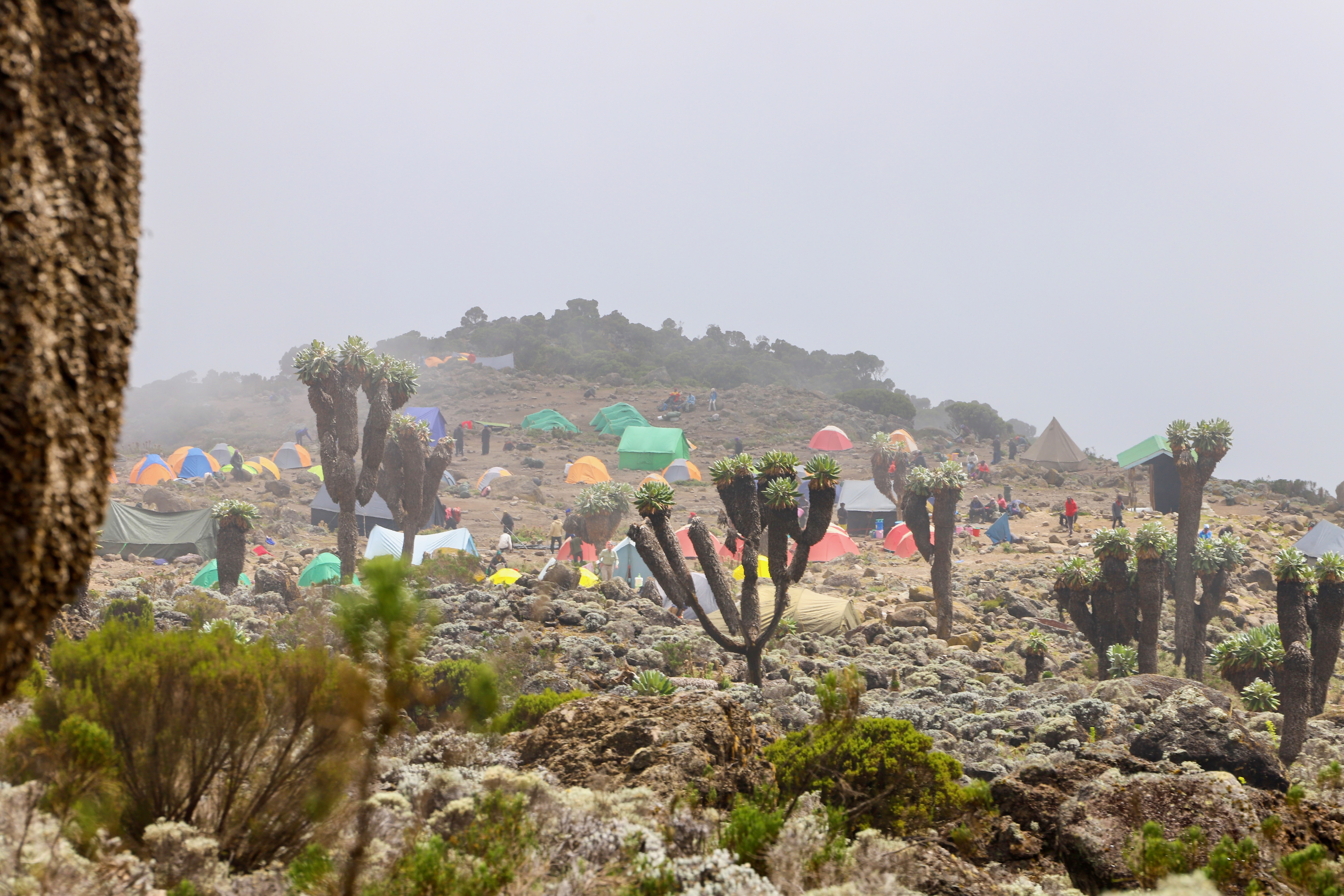 8-Day Premium Lemosho Climb