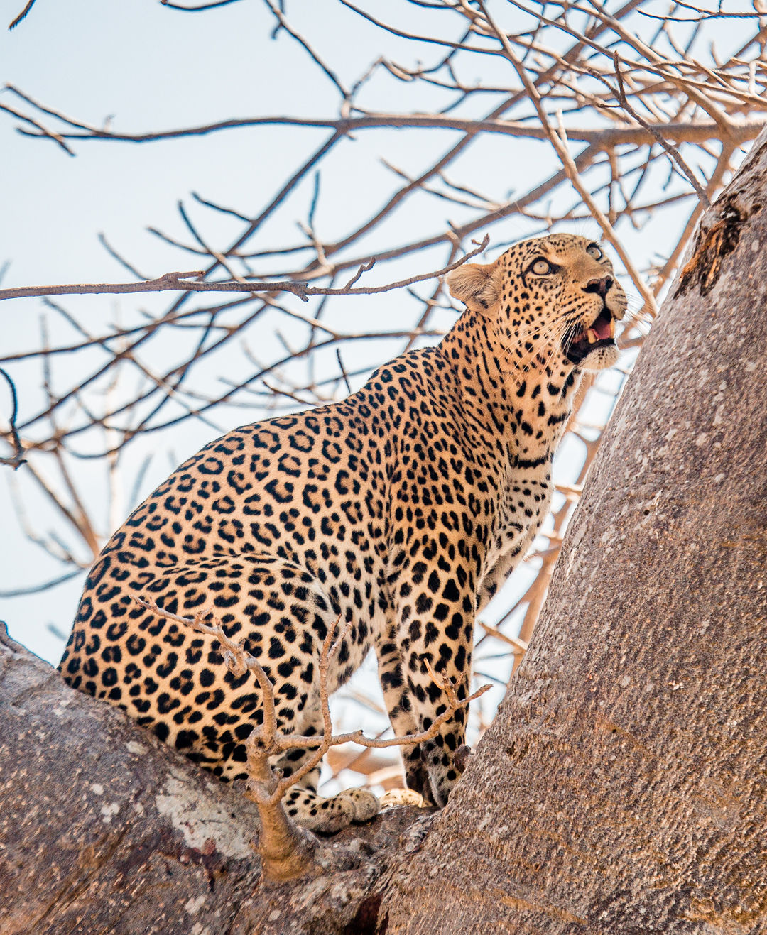 Western Circuit Explorer