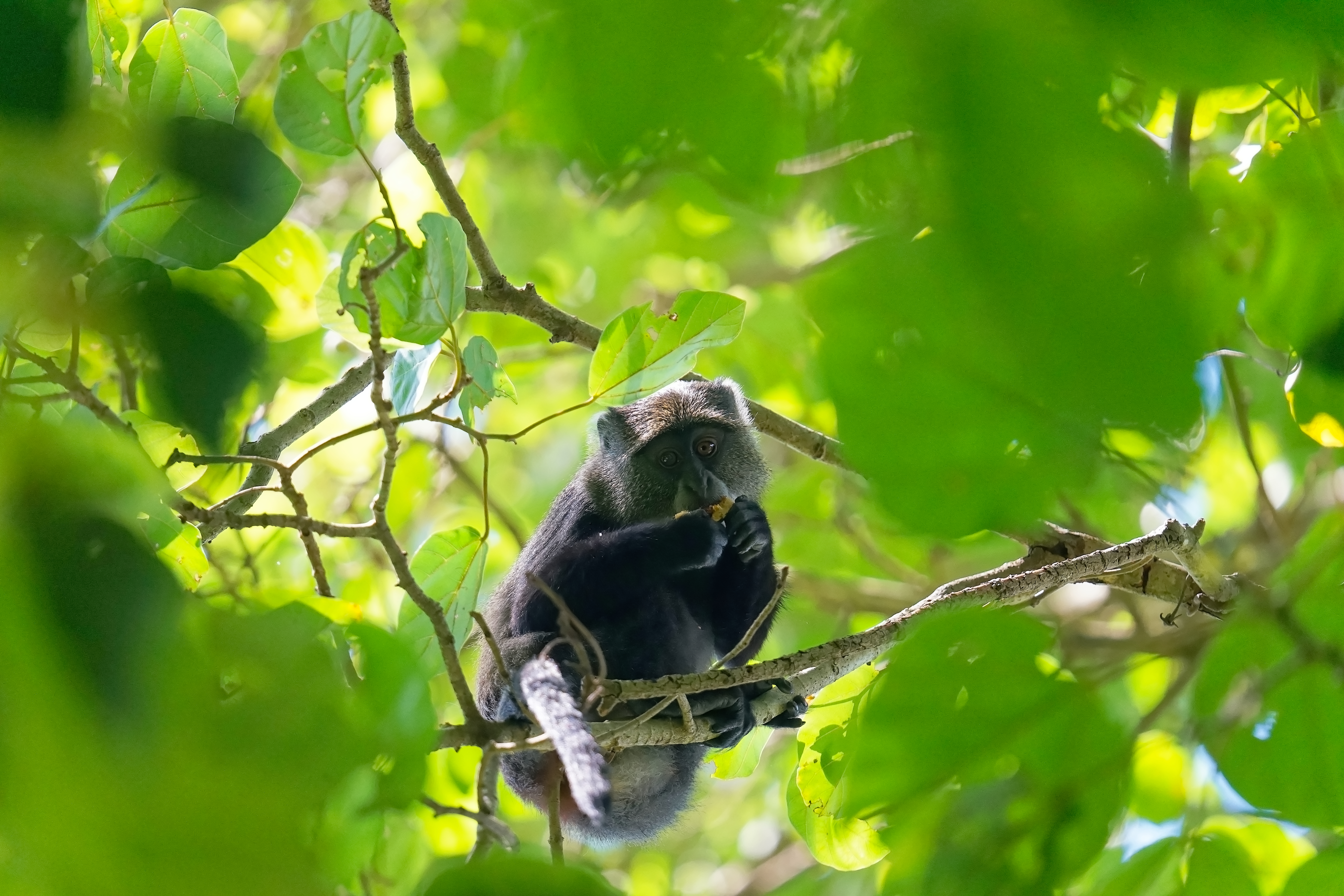 Mahale Chimpanzee Trekking