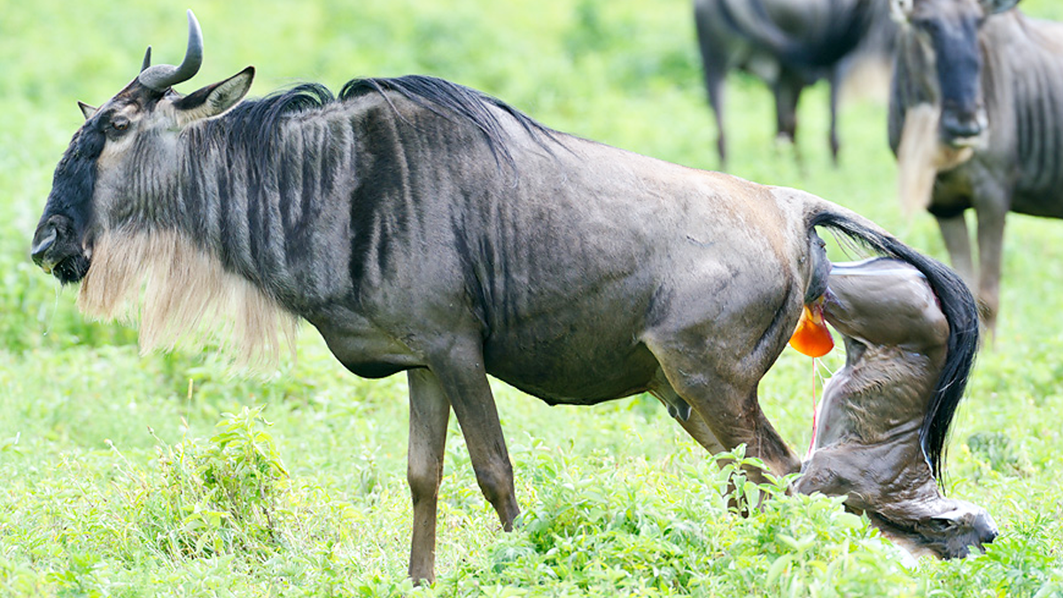 Wildebeest calving in Serengeti