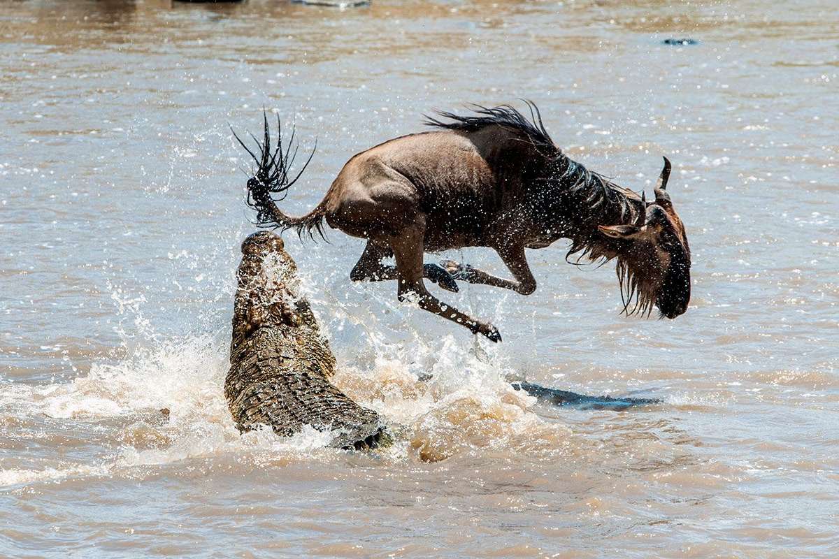 Mara River Wildebeest Crossing