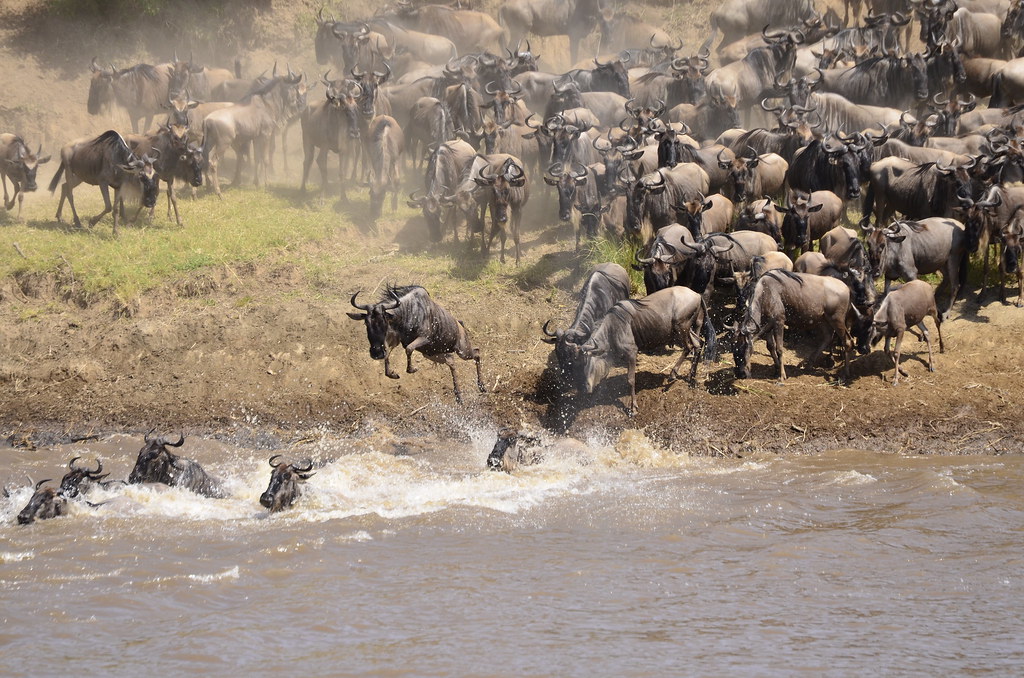 Wildebeest crossing Mara River
