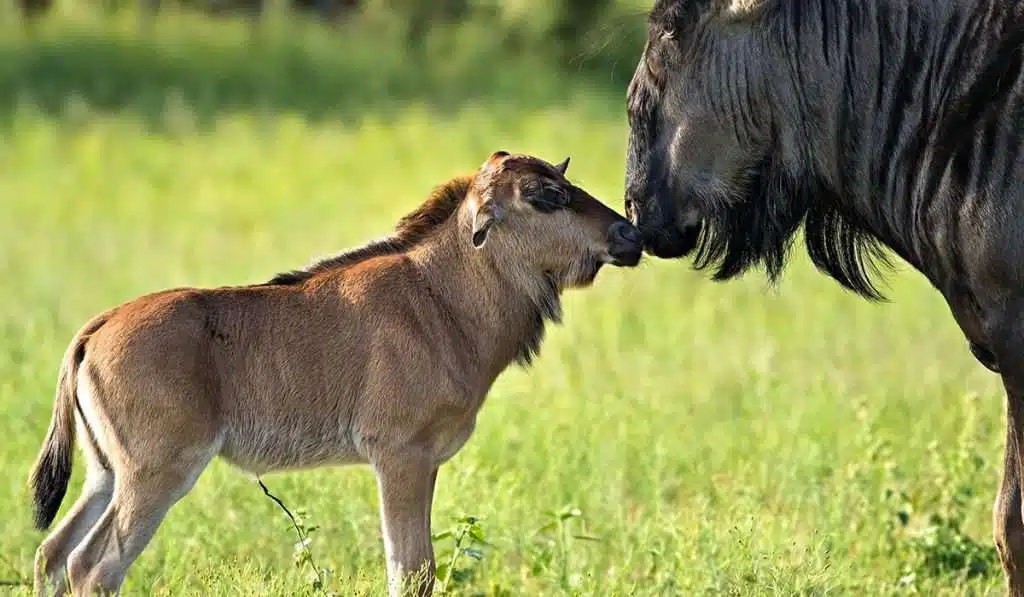 Wildebeest calving in Southern Serengeti
