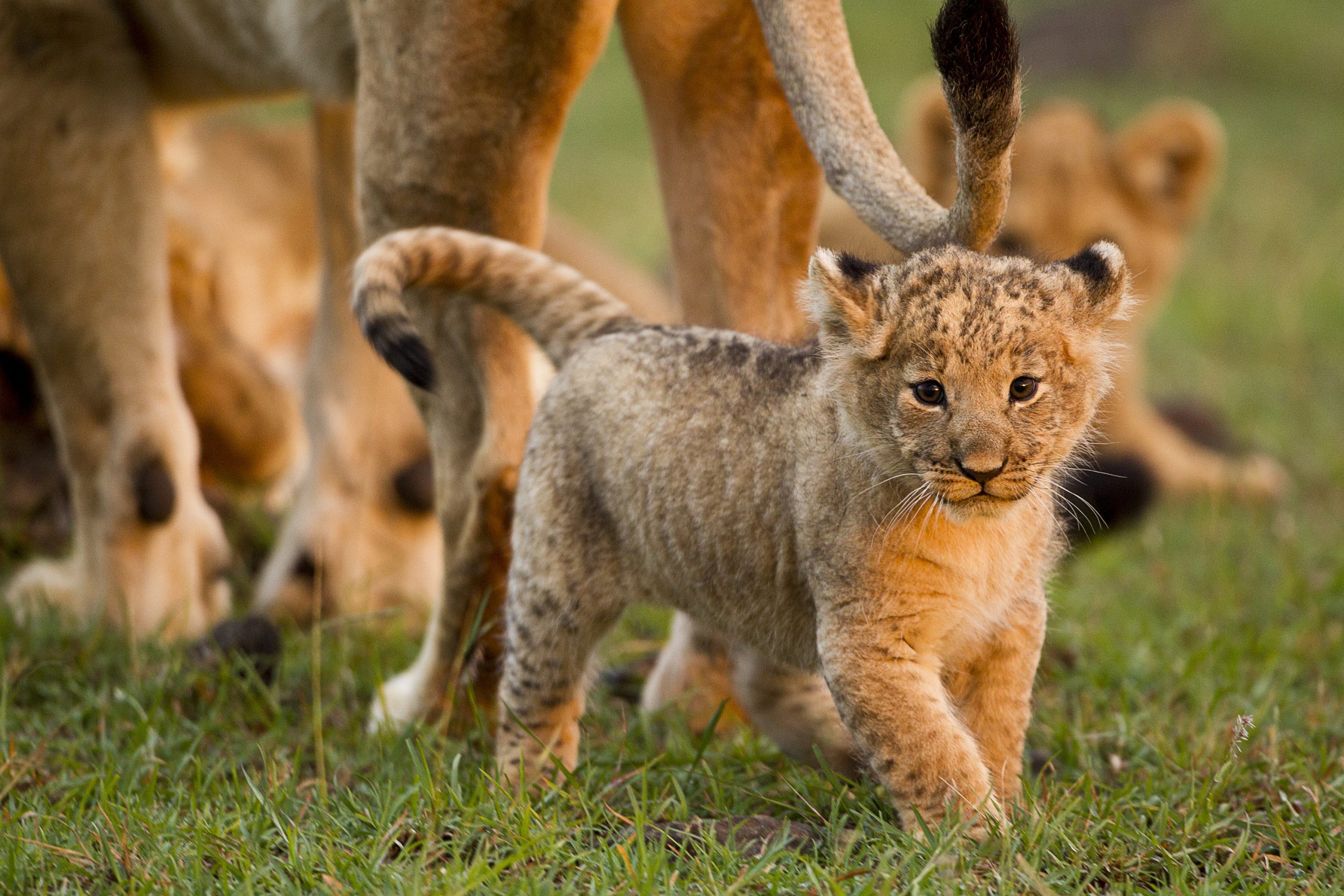 Mikumi National Park