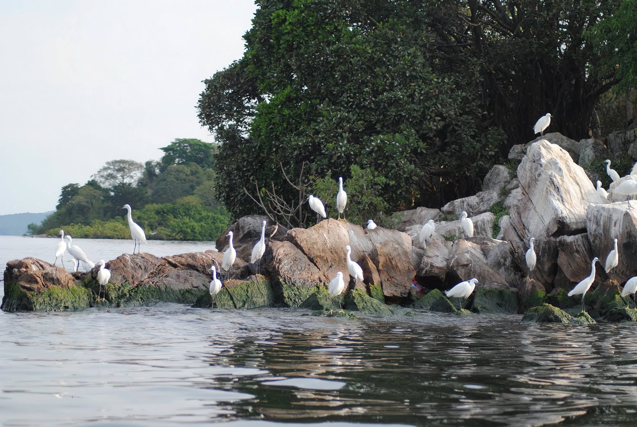 Rubondo Island National Park